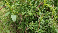 Phytolacca icosandra