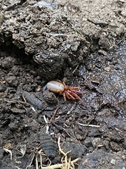 Dysdera crocata