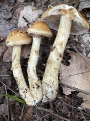 Cortinarius claricolor