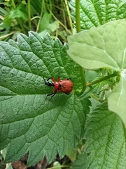 Apoderus coryli