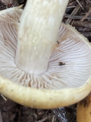 Cortinarius claricolor