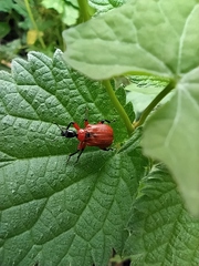 Apoderus coryli