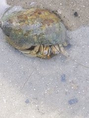 Clibanarius vittatus