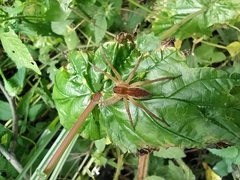 Dolomedes fimbriatus