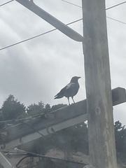 Corvus brachyrhynchos