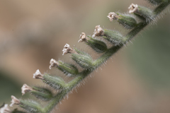 Heliotropium hirsutissimum