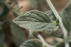 Heliotropium hirsutissimum