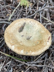 Lactarius deterrimus
