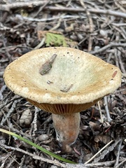 Lactarius deterrimus