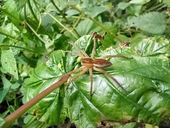Dolomedes fimbriatus