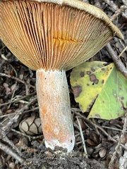 Lactarius deterrimus