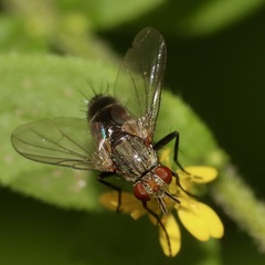 Clausicella setigera