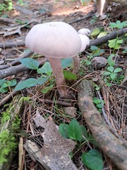 Laccaria ochropurpurea