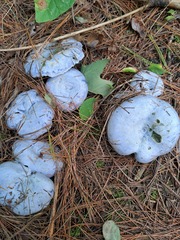 Lactarius indigo