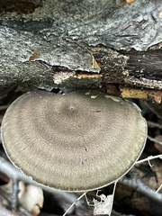 Lentinus brumalis