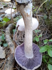 Laccaria ochropurpurea