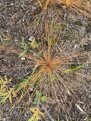 Bulbostylis capillaris