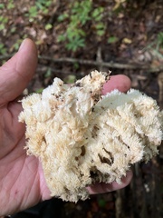 Hericium coralloides