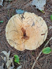 Russulaceae