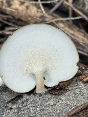 Lentinus brumalis