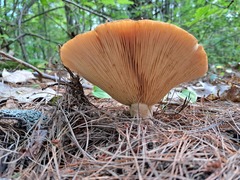 Russulaceae