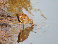 Rallus aquaticus