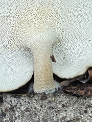 Lentinus brumalis