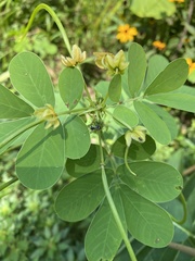 Senna obtusifolia