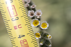 Heliotropium hirsutissimum