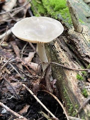 Tricholoma subluteum