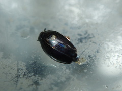 Gyrinus