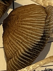 Tricholoma subluteum