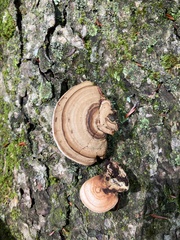 Polyporaceae