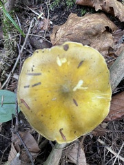 Tricholoma subluteum