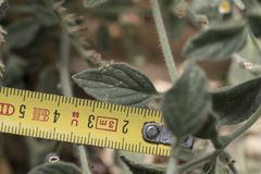 Heliotropium hirsutissimum