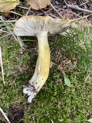 Tricholoma subluteum