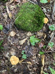 Hydnum umbilicatum