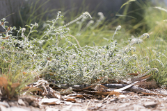 Heliotropium hirsutissimum