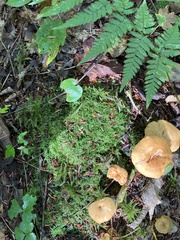 Hydnum umbilicatum