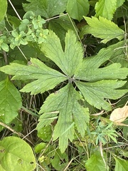 Anemone virginiana
