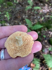 Hydnum umbilicatum