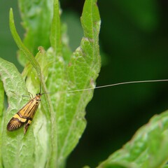 Nemophora degeerella