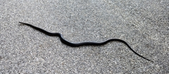 Pantherophis alleghaniensis