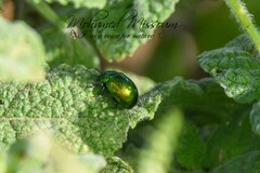 Chrysolina herbacea