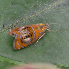 Olethreutes arcuella