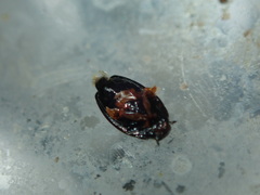 Gyrinus