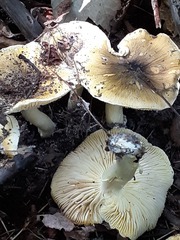 Tricholoma subsejunctum