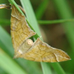 Eulithis testata