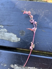 Atriplex glabriuscula