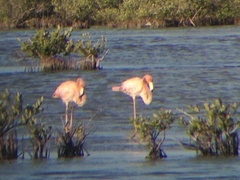 Phoenicopterus ruber